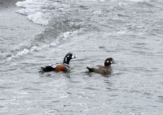 Kragenente (5 von 6).jpg